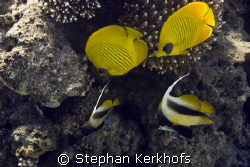 Lucky shot with 2 Masked butterflyfishes (Chaetodon semil... by Stephan Kerkhofs 
